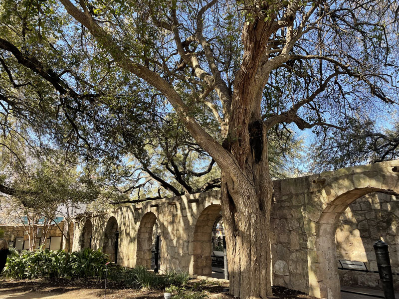 Alamo trees